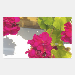 Sticker Rectangulaire Fleur florale rose assez foncée Geranium