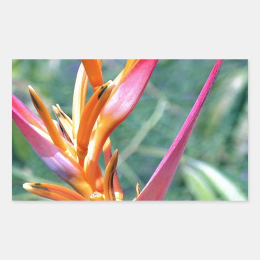 Sticker Rectangulaire Fleur Heliconia améliorée (Devant)