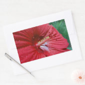 Sticker Rectangulaire Fleur Hibiscus Rouge Avec Raindrops Photo (Enveloppe)