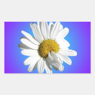 Sticker Rectangulaire Fleur marguerite blanche Flore pourpre Bleu Dégrad