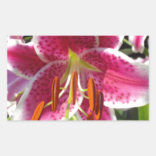 Sticker Rectangulaire Fleur rose rose rose rose fleur rose fleur tropica