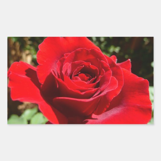 Sticker Rectangulaire Fleur rose rouge vif Belle florale (Devant)