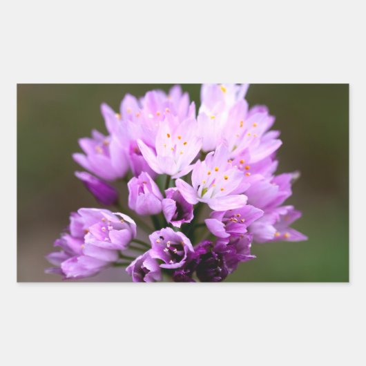 Sticker Rectangulaire Fleur sauvage (Devant)