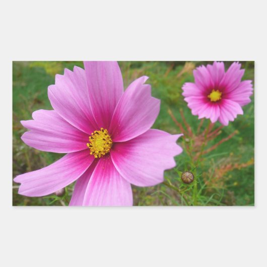 Sticker Rectangulaire Fleur sauvage de fleurs Cosmos roses (Devant)