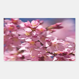 Sticker Rectangulaire Fleurs de cerisier Sakura embrassées par la lumièr