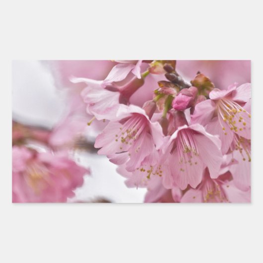 Sticker Rectangulaire Fleurs de cerisier Sakura rose pâle (Devant)