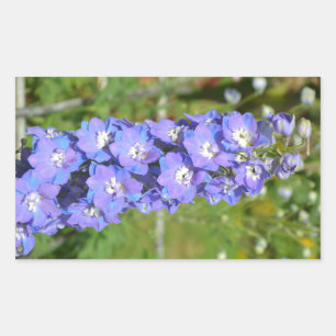 Sticker Rectangulaire Fleurs de delphinium bleu
