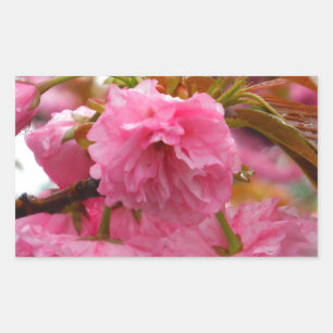 Sticker Rectangulaire Fleurs de fleurs de cerisier rose chaud