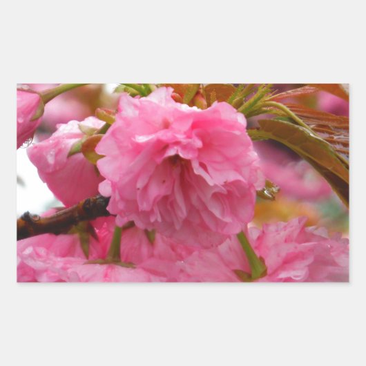 Sticker Rectangulaire Fleurs de fleurs de cerisier rose chaud (Devant)