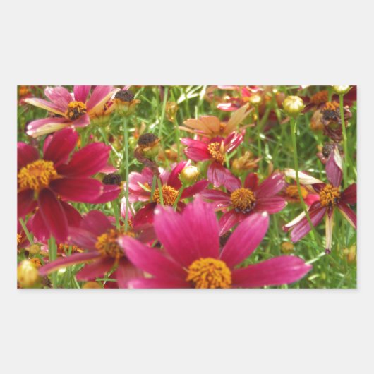 Sticker Rectangulaire Fleurs de marguerite rose et jaune brillantes (Devant)