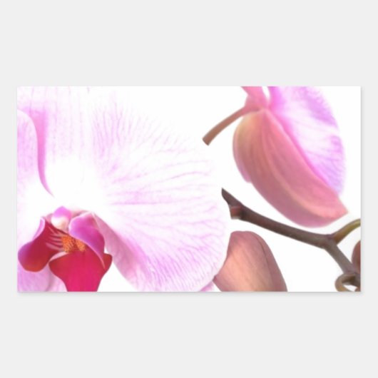 Sticker Rectangulaire Fleurs d'orchidées aziza (Devant)