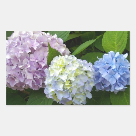 Sticker Rectangulaire Floral bleu violet fleuri rose rose Hydrangeas (Devant)