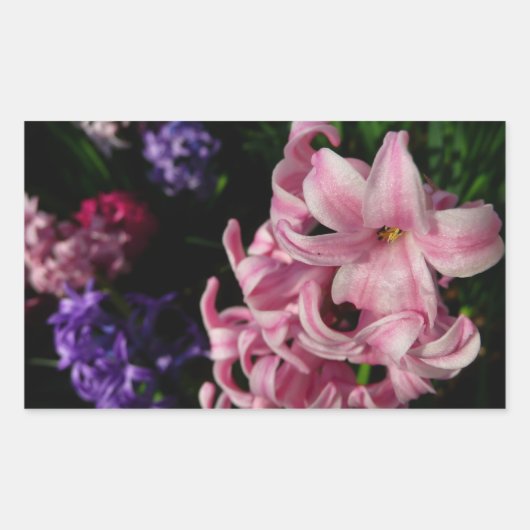 Sticker Rectangulaire Floral Pink Hyacinth (Devant)
