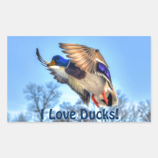 Sticker Rectangulaire Flying Mallard Duck Drake Wildlife Photo (Devant)
