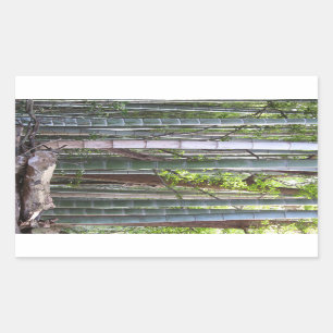 Sticker Rectangulaire Forêt japonaise de bambou géant, Sagano, Kyoto,