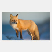 Sticker rectangulaire Fox Brown (Devant)