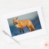 Sticker rectangulaire Fox Brown (Enveloppe)
