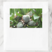 Sticker Rectangulaire Fruits verts d'un amandier (Sac)