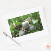 Sticker Rectangulaire Fruits verts d'un amandier (Enveloppe)