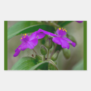 Sticker Rectangulaire Fuchsia Spiderwort Twins Fleur sauvage Cadeaux Vêt