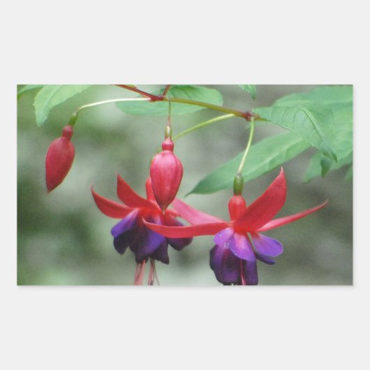 Sticker Rectangulaire Fuschia1A.jpg (Devant)