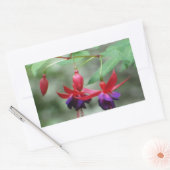 Sticker Rectangulaire Fuschia1A.jpg (Enveloppe)
