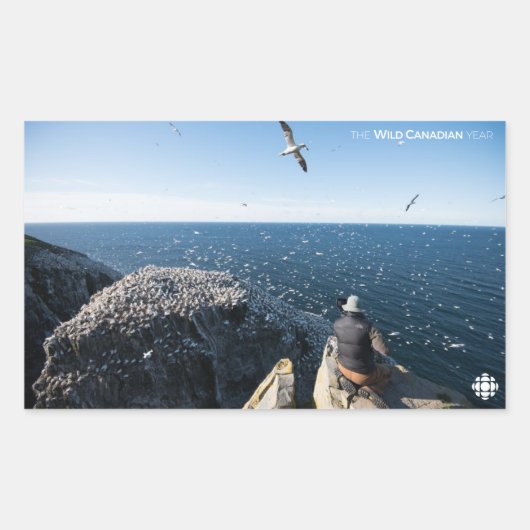 Sticker Rectangulaire Gannets du Nord (Devant)