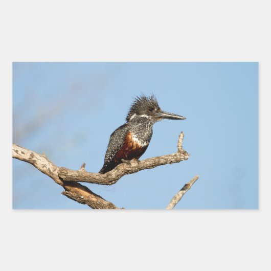 Sticker Rectangulaire Giant Kingfisher (Devant)