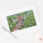 Sticker Rectangulaire Girafe attentive (Enveloppe)