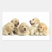 Sticker Rectangulaire Golden Labrador Pupile (Devant)