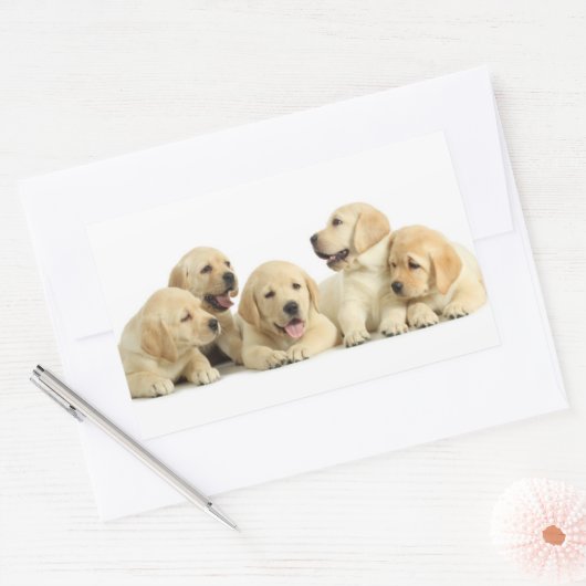 Sticker Rectangulaire Golden Labrador Pupile (Enveloppe)