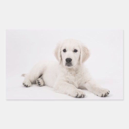 Sticker Rectangulaire Golden Retriever (Devant)