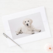 Sticker Rectangulaire Golden Retriever (Enveloppe)