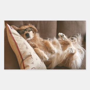 Sticker Rectangulaire Golden retriever endormi sur le coussin