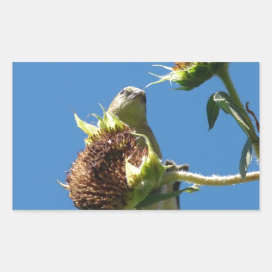 Sticker Rectangulaire Goldfinch (Devant)