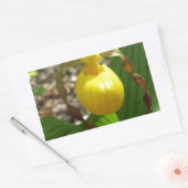 Sticker Rectangulaire Grande Chaussure-Dame Jaune Cypripedium (Enveloppe)