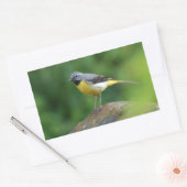 Sticker Rectangulaire Gray Wagtail - oiseau (Enveloppe)