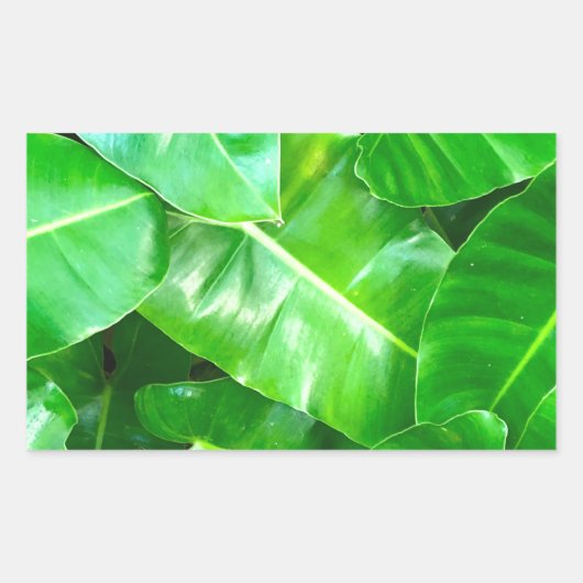 Sticker Rectangulaire Green feuille Palm Leaf feuillage tropical jungle (Devant)