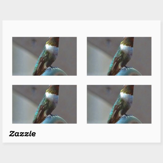 Sticker Rectangulaire Green ruby little hummingbird (Feuille)