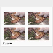 Sticker Rectangulaire Grenouille à bois (Feuille)