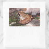 Sticker Rectangulaire Grenouille à bois (Sac)