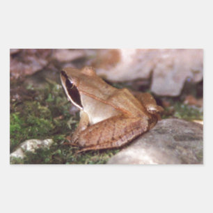 Sticker Rectangulaire Grenouille à bois