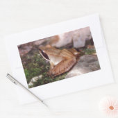 Sticker Rectangulaire Grenouille à bois (Enveloppe)