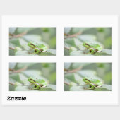 Sticker Rectangulaire Grenouille d'arbre européenne dans l'autocollant (Feuille)