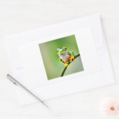 Sticker Rectangulaire grenouille verte (Enveloppe)