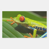 Sticker Rectangulaire Grenouille verte (Devant)
