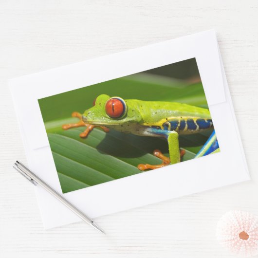 Sticker Rectangulaire Grenouille verte (Enveloppe)