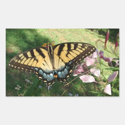 Sticker Rectangulaire Gros plan de Tiger Swallowtail à côté de Cleome Re (Devant)