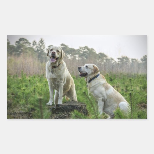 Sticker Rectangulaire Groupe Labrador Jaune (Devant)
