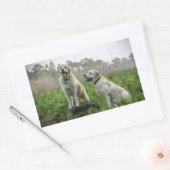 Sticker Rectangulaire Groupe Labrador Jaune (Enveloppe)